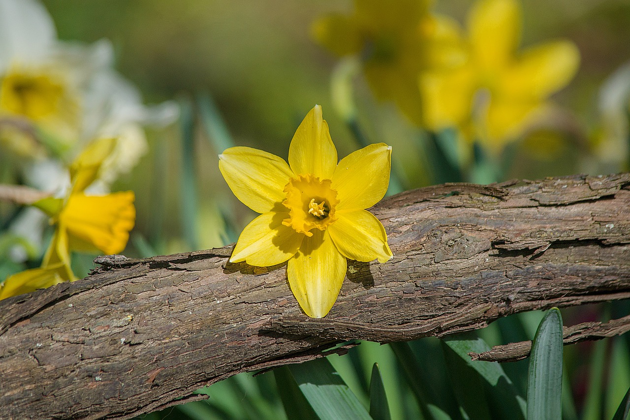 Narcissus Flower Tree Free photo on Pixabay Pixabay