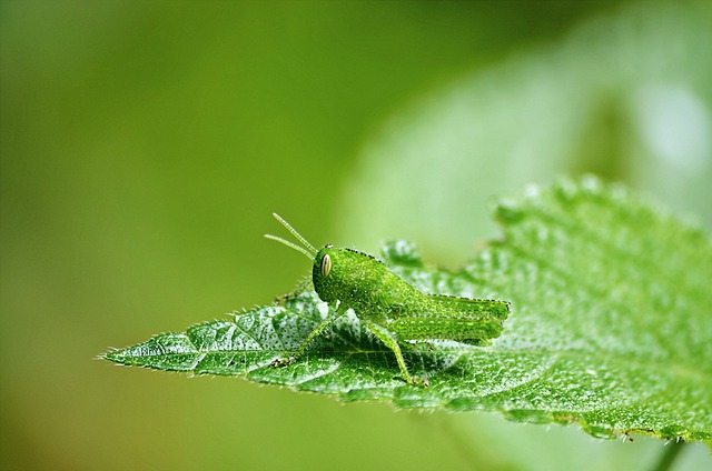 Free Desert Locust Insect photo and picture