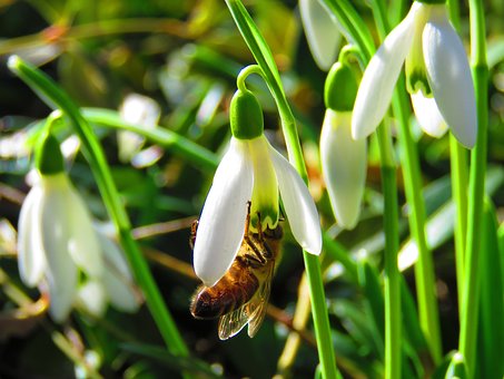 Free Spring Snowdrop photo and picture
