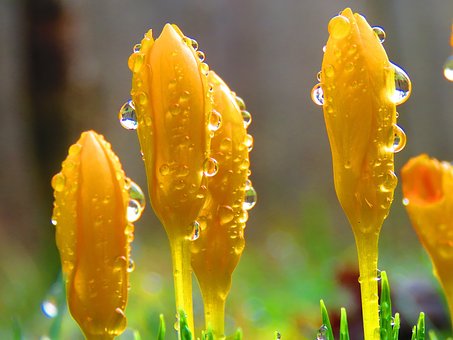 Free Crocuses Raindrop photo and picture