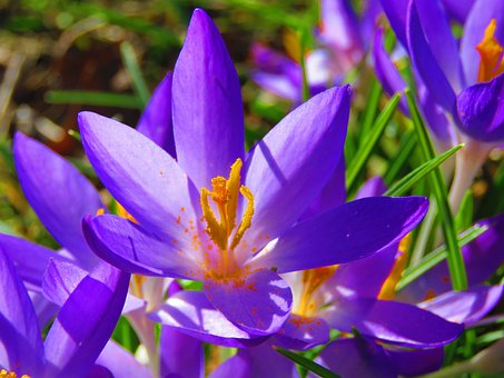Free Crocus Purple photo and picture
