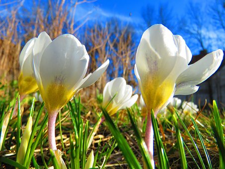 Free Crocus White Yellow photo and picture