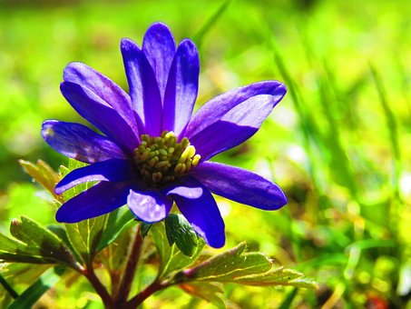 Free Anemone Purple photo and picture