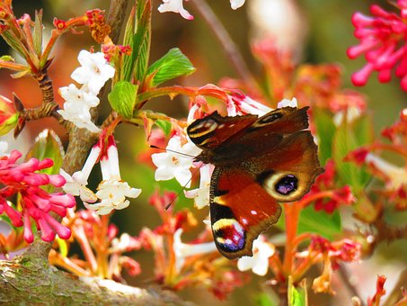 Free Peacock Butterfly Butterfly photo and picture