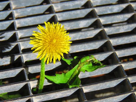 Free Dandelion Grid photo and picture