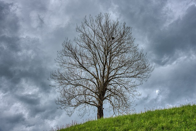Free Tree Hillside photo and picture
