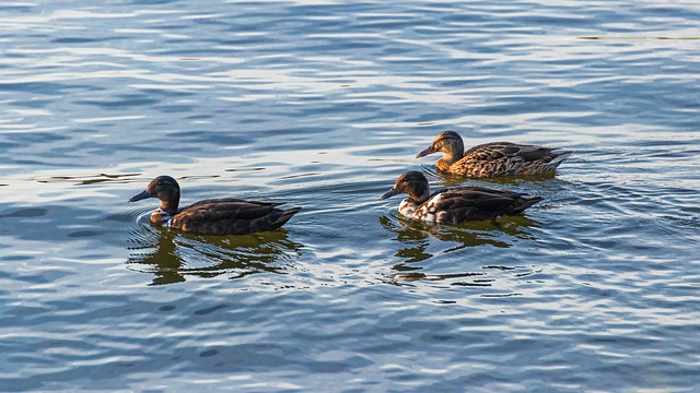 Free Ducks Crossword photo and picture