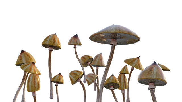 Download free HD stock image of Mushrooms Psychedelic Free mushrooms psychedelic cubensis illustration