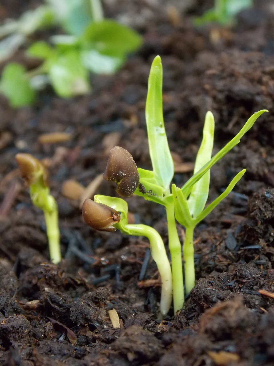 Fresh Microgreens