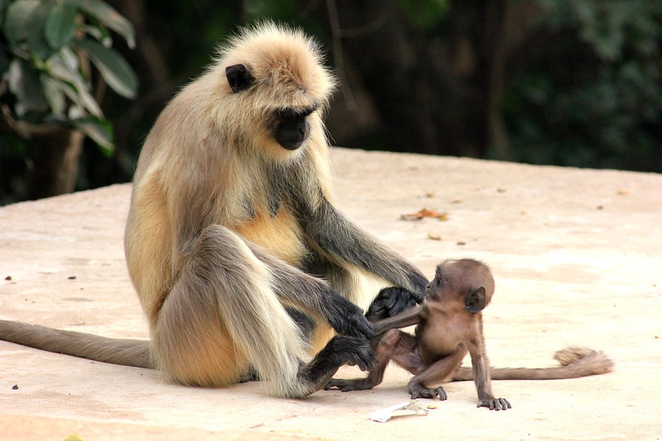 Inde Asie Singe Photo Gratuite Sur Pixabay