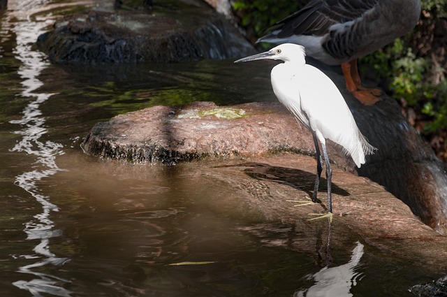 Fluss, Vogel, Wasservögel, Tierwelt