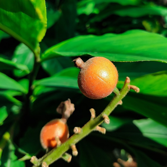 Free Fruit Macro photo and picture