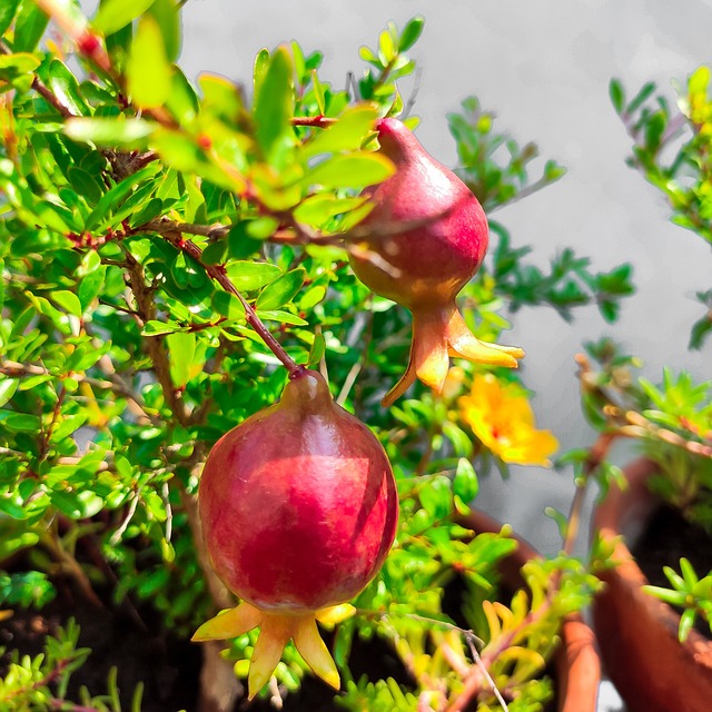 Free Pomegranate Macro photo and picture