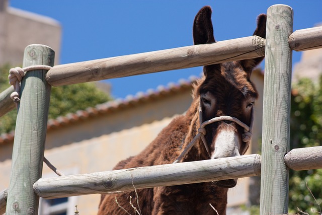 Free Sintra Donkey photo and picture
