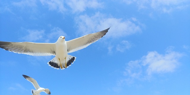 Free Seagull Wing photo and picture