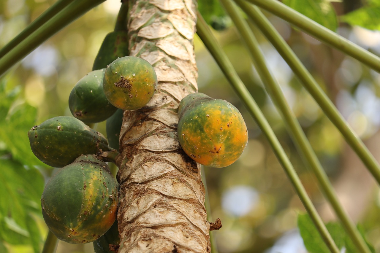 Go Beyond the Usual on Kerala Private Tours