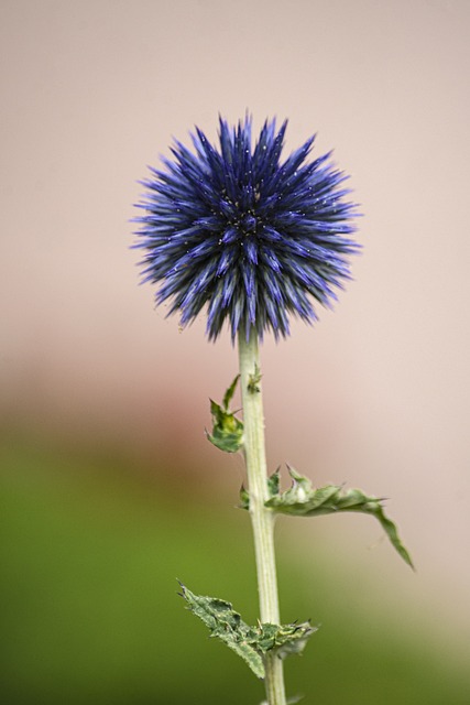 Free Thistle Nature photo and picture