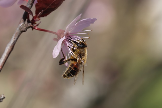 Page 51 - 20,000+ Free Honey Bee & Bee Images - Pixabay