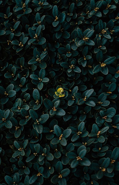 Free Plants Contrast photo and picture
