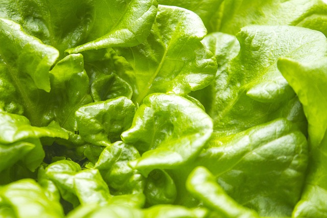 Free Red Oak Leaf Lettuce Green photo and picture
