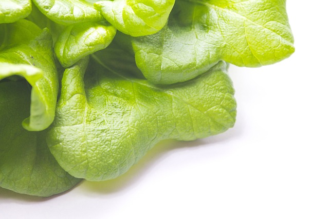 Free Red Oak Leaf Lettuce Green photo and picture