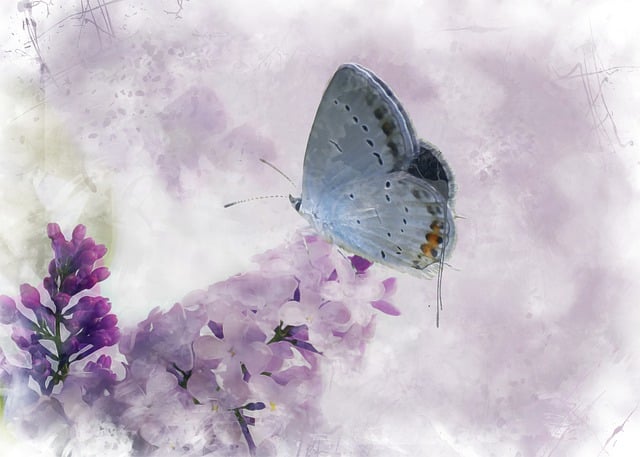Download free HD stock image of Butterfly Butterflies Free butterfly butterflies insect illustration