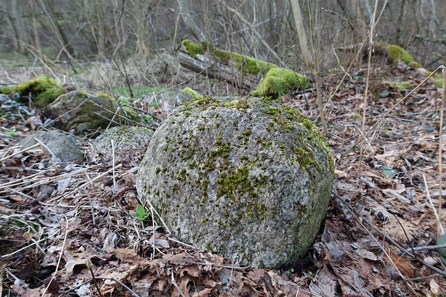 Free Stone Moss photo and picture