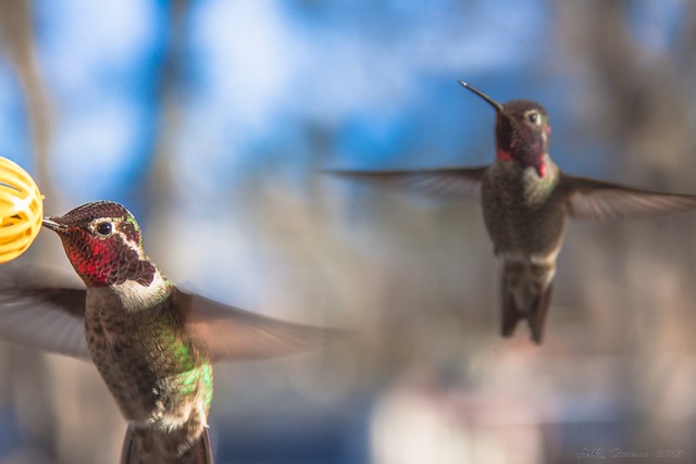 Free Hummingbird Wings photo and picture