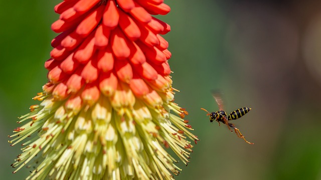 Free Wasp Flight photo and picture