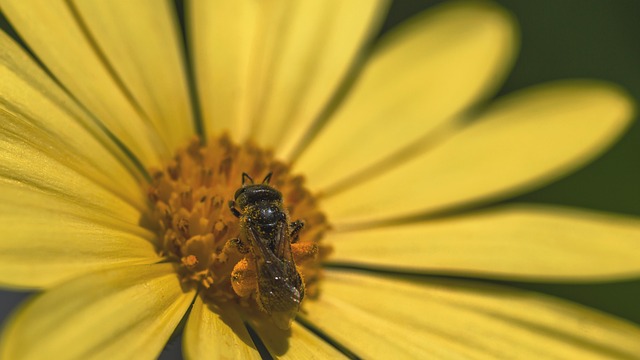 Free Bee Flower Background photo and picture