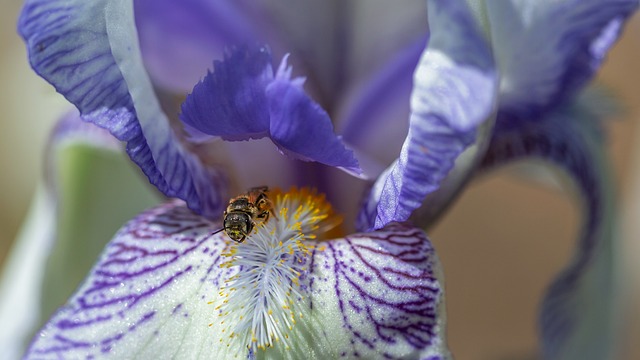 Free Bee Iris photo and picture