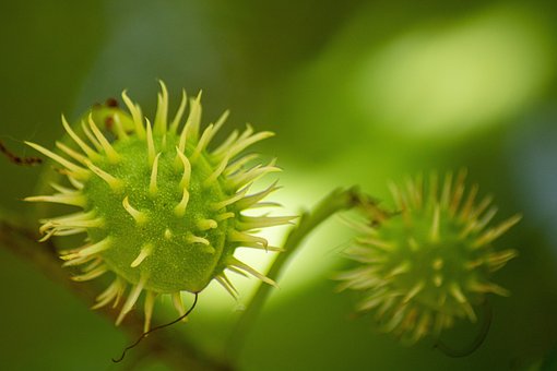Free Chestnut Nature photo and picture