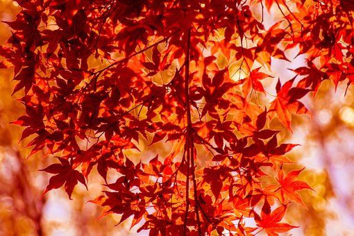 Free Japanese Maple Tree photo and picture