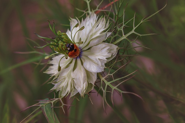 Free Ladybug Flower photo and picture