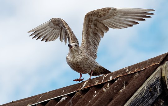 Free Seagull Gull photo and picture