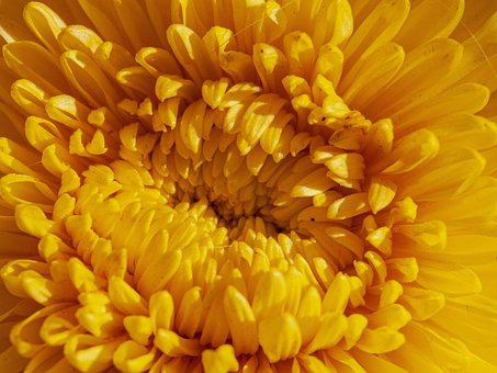Blume, Gelb, Makro, Feder, Natur, Blüte