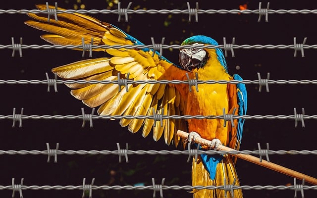 Free ara parrot nature illustration