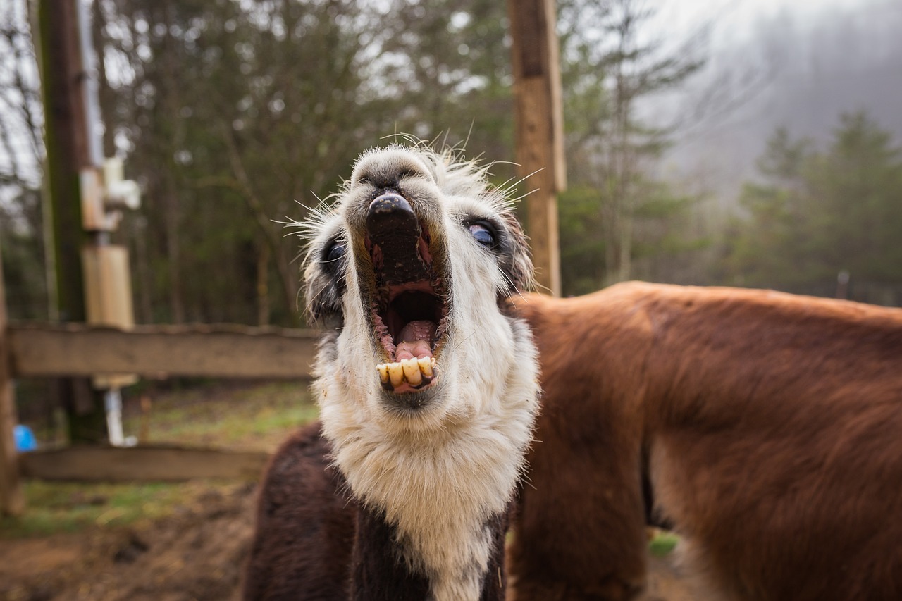Llama - free online jigsaw puzzle photo