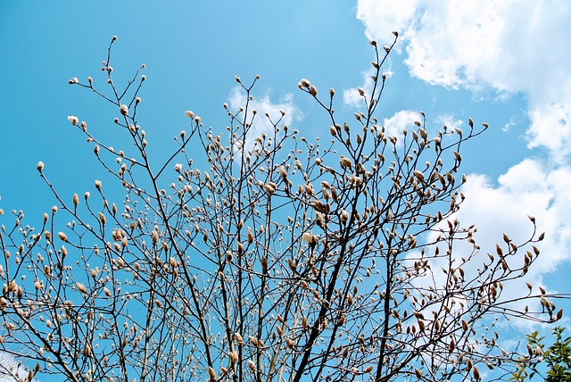 Free Sky Bluesky photo and picture