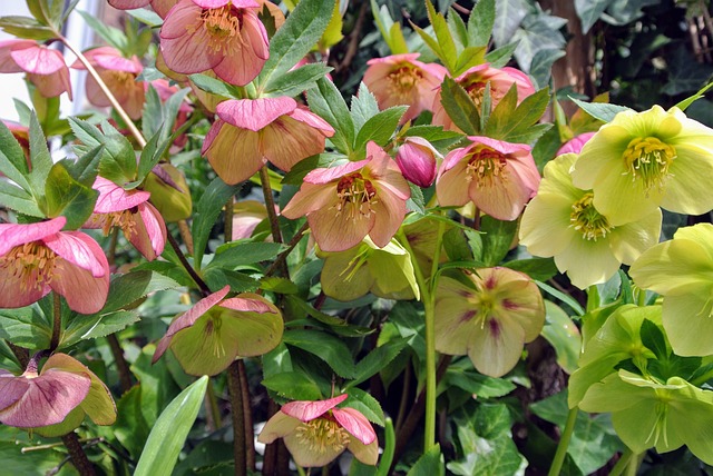 Free Christmasrose Rose photo and picture