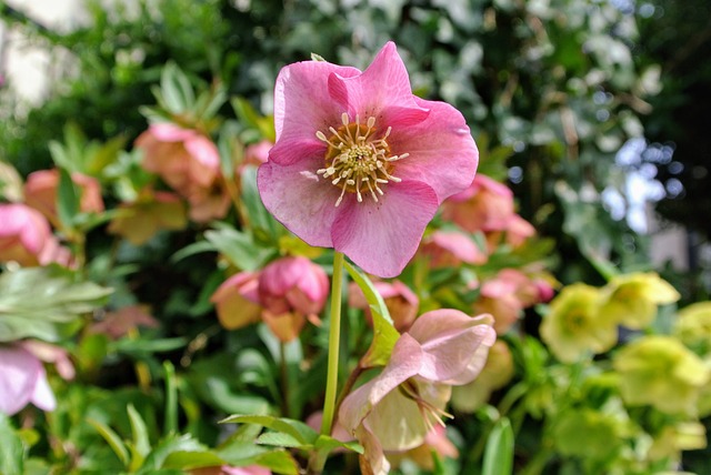 Free Christmasrose Rose photo and picture
