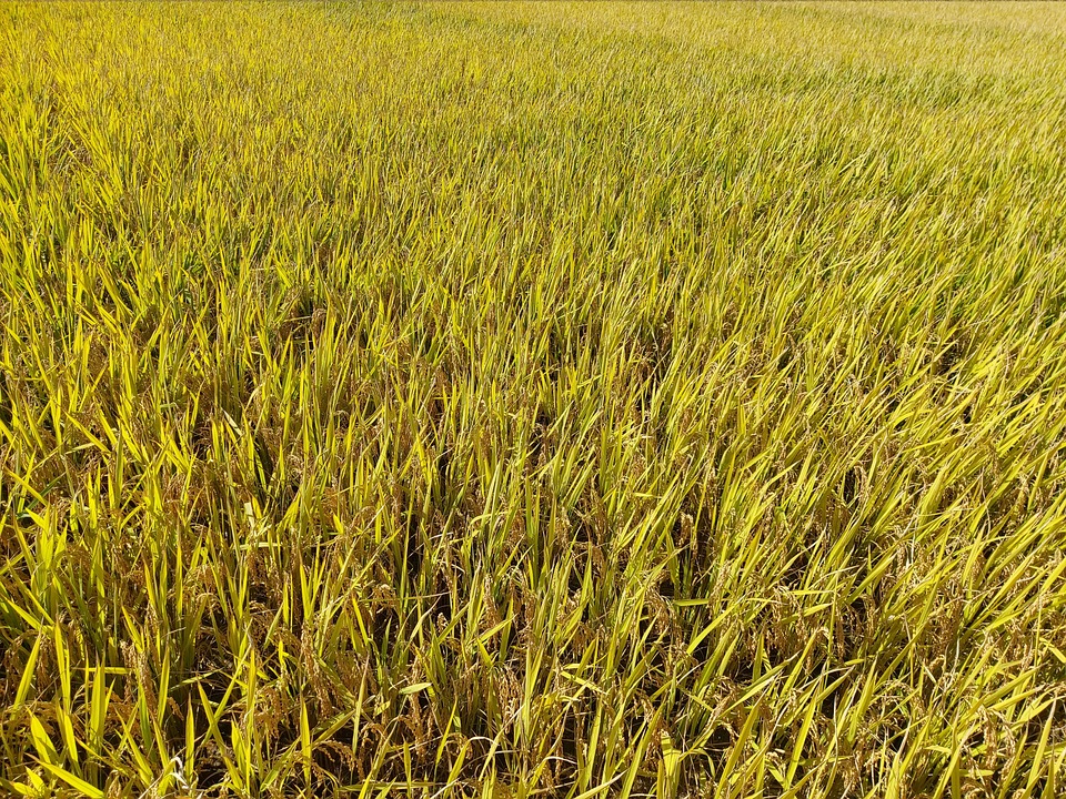 Ch Riz Paysage - Photo gratuite sur Pixabay - Pixabay