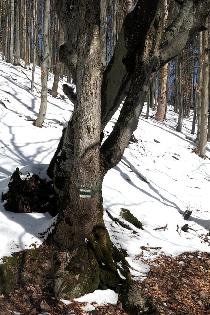 Free A Tree Forest photo and picture