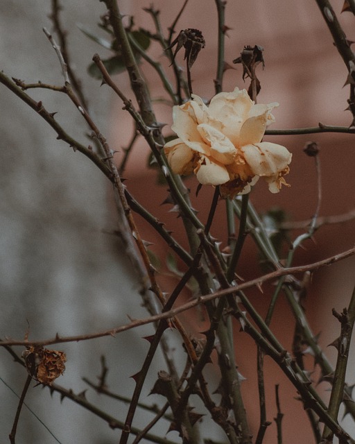 Free Rose Yellow photo and picture