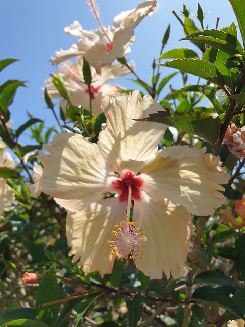 Natur, Blomster, Blomst, Fjeder, Sommer