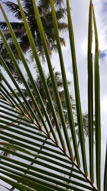 Webbed, Kokos, Himmel, Træ, Tropiske