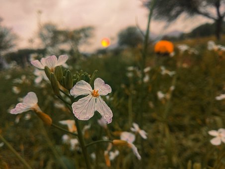 Flor, Sol, Céu, Girassol, Verão, Bloom