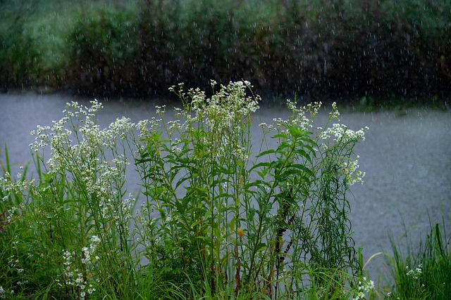 Free Wildflower Rain photo and picture