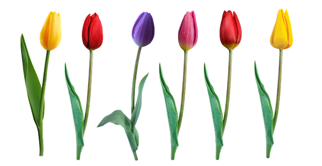 Free tulips spring elements illustration