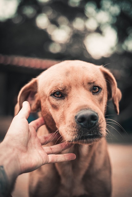Free Easter Dog Cute Dog photo and picture